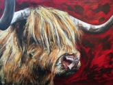 highland-bull